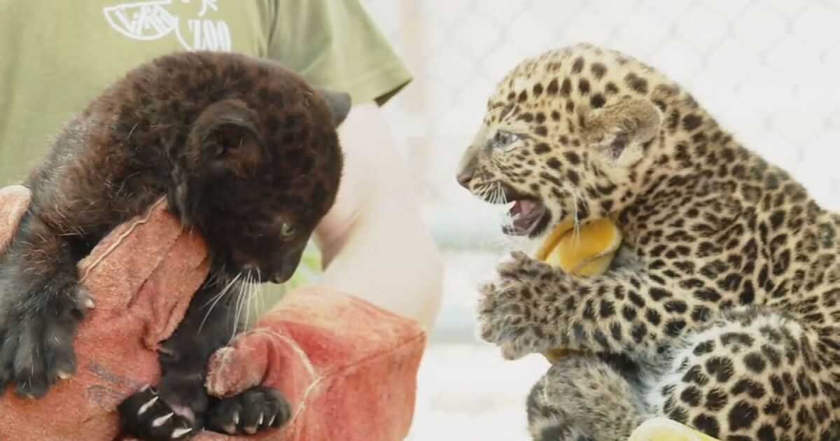 Две леопардчета се родиха във Варненския зоопарк. Те са момчета,