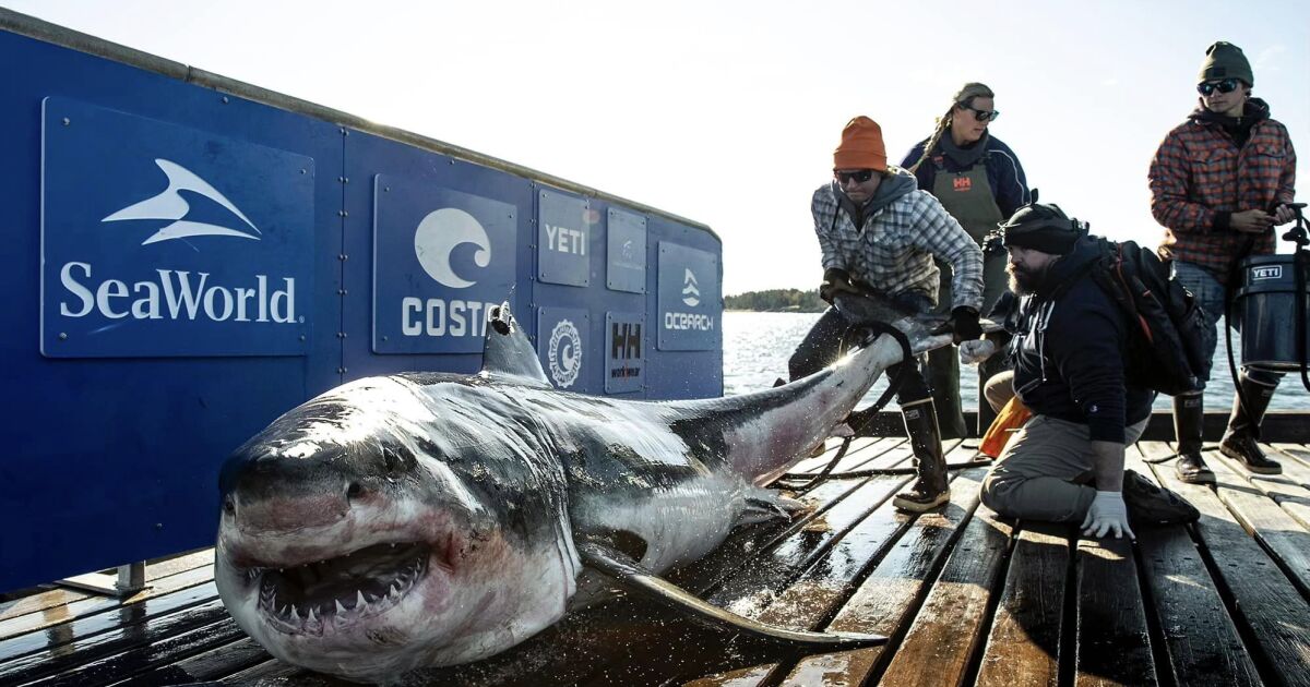 Над 544-килограмова бяла акула плува край бреговете на Южна Каролина. Тя