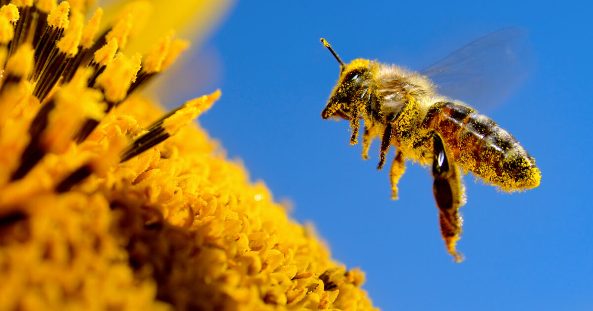 Базираните в Обединените арабски емирства (ОАЕ) пчелари са създали генетично