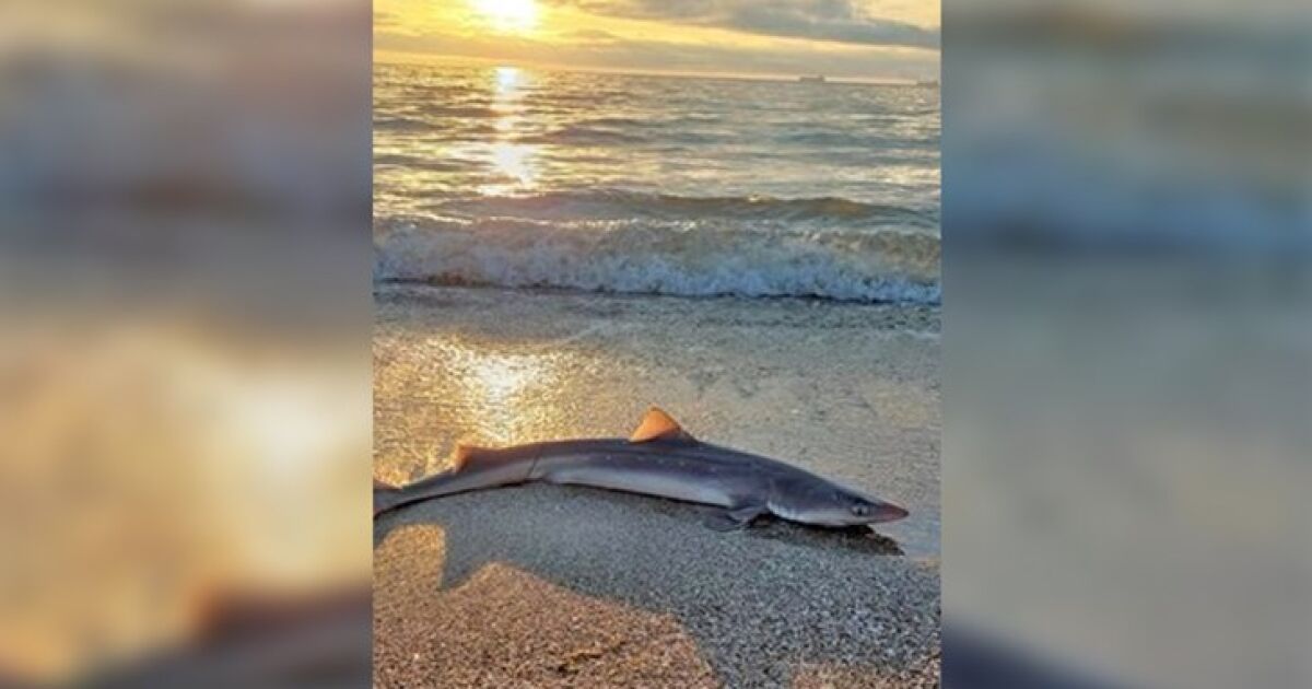 Черноморска акула излезе на бургаския плаж. Тя е забелязана на