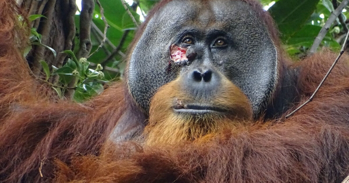 Учени са наблюдавали за първи път орангутан, който използва растение
