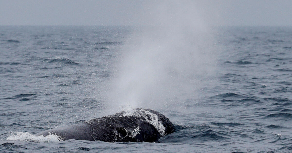 Сейвалът от семейство Ивичести китове, който изчезна от патагонското крайбрежие