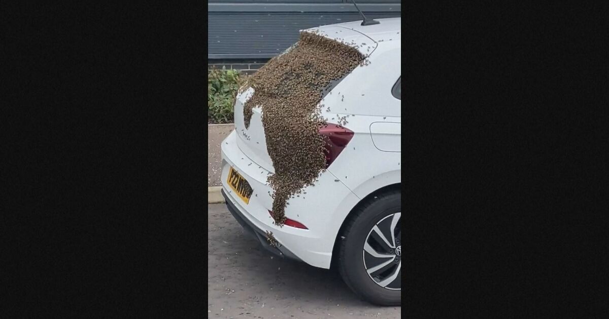 Шофьор в Глазгоу, Великобритания, завари автомобила си покрит с пчели на