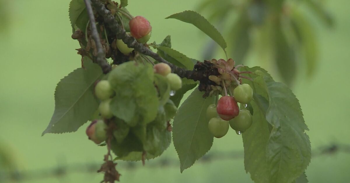 Между 5 и 6 лв. за килограм е цената на