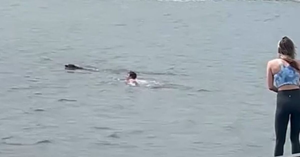 Мъж спаси куче, останало безпомощно във водите на река Хъдсън