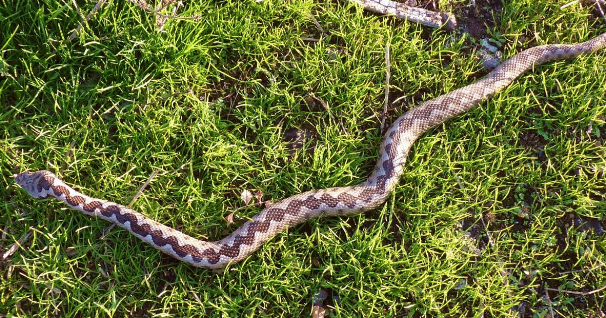  Два случая на ухапани от змии за последните 48 часа.