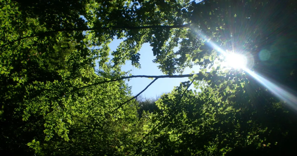 Местността Находища на алпийски тритон в Руй планина“ е обявена