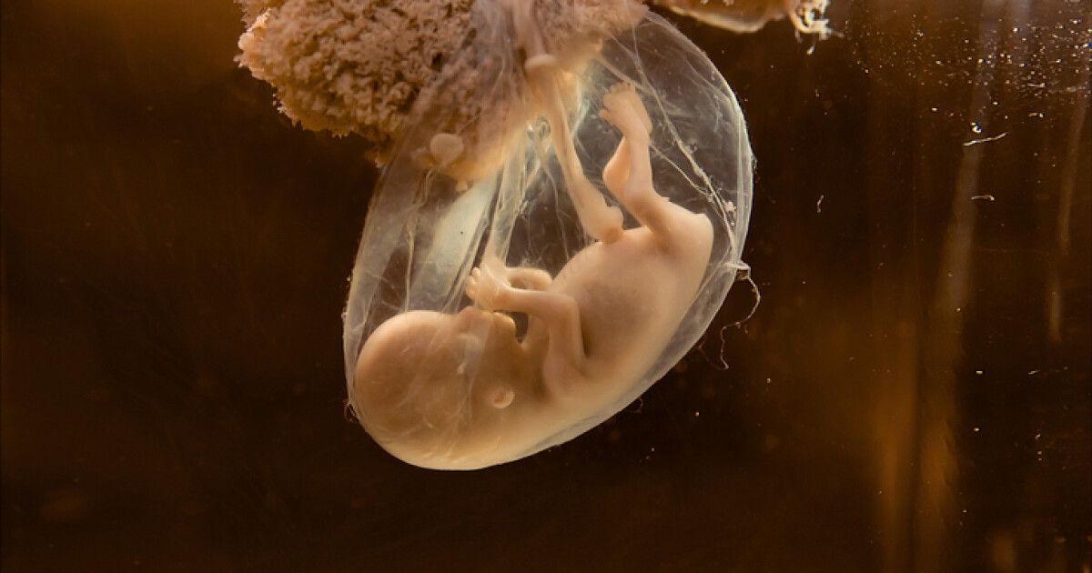 Учените отгледаха същество“, което много прилича на ранен човешки ембрион.