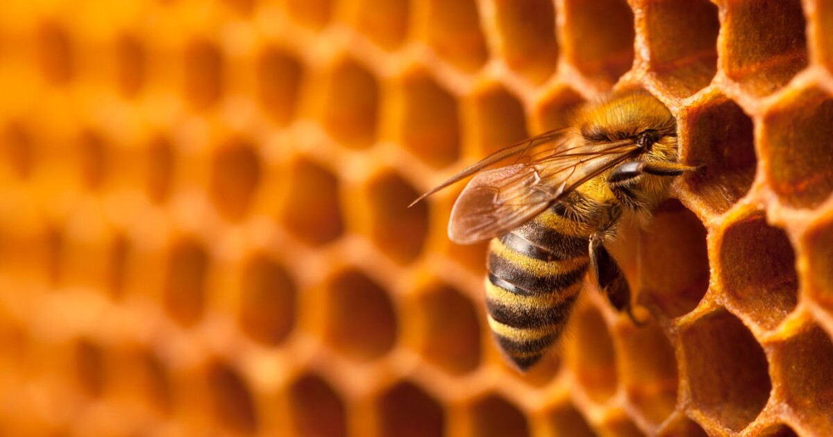Пчелите в Хърватия се събудиха заради топлата зима, съобщи местната