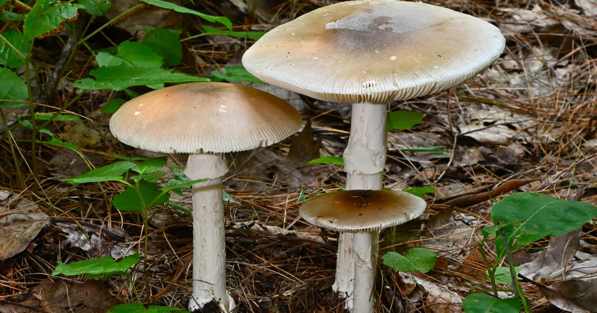 Петима души починаха от натравяне с в Турция за месец,