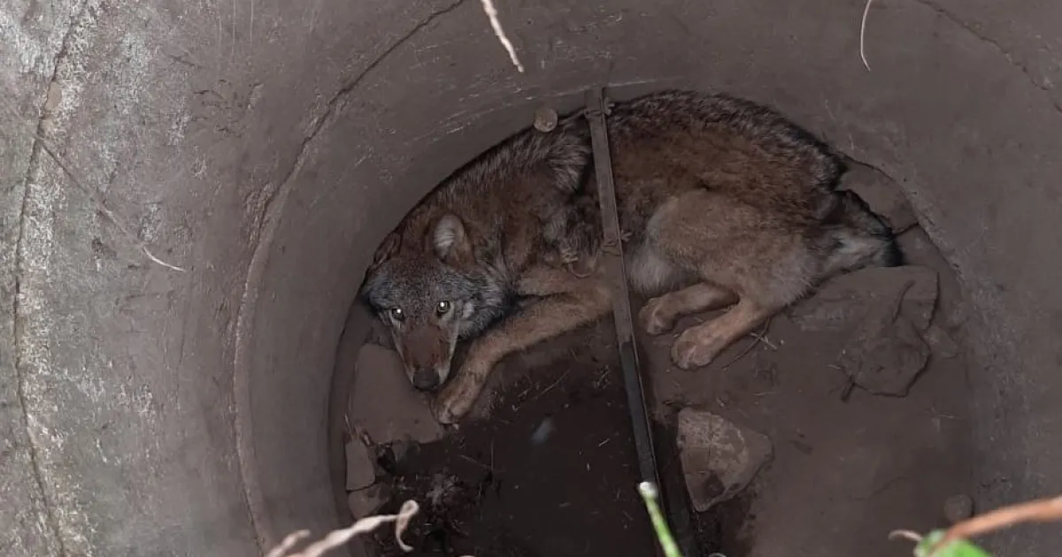 Вълк, попаднал в капана на шахта в Германия, бе спасен