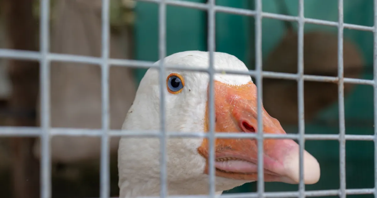 забрани да се сервира гъши дроб във всички резиденции на