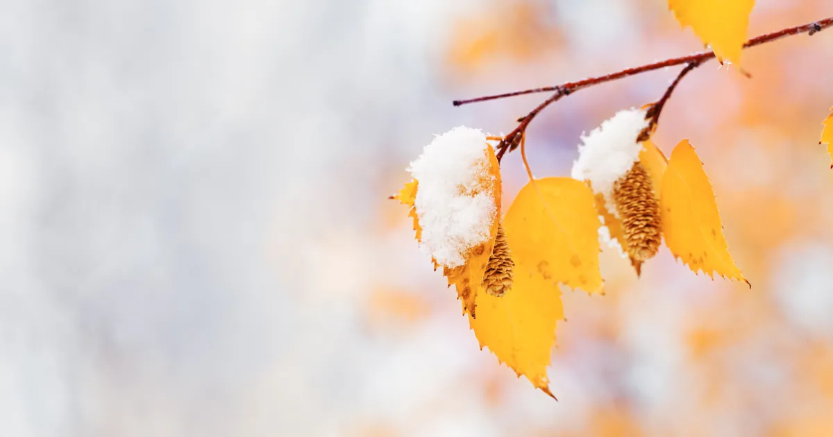 Най-ниските през декември у нас ще бъдат между минус 10°