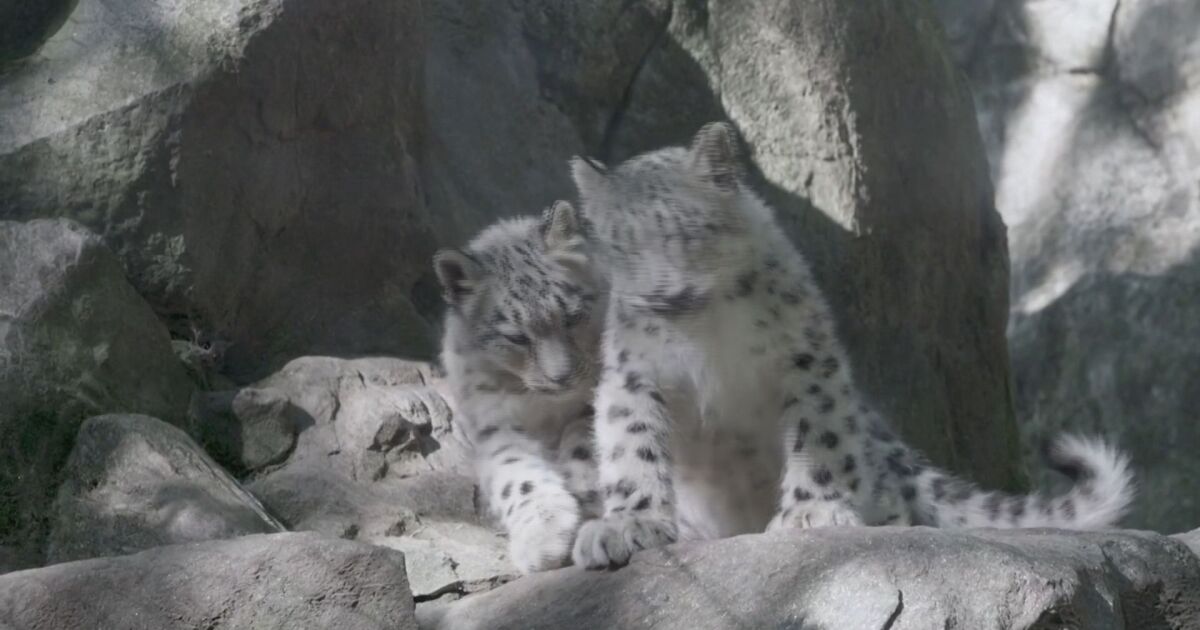 Зоопаркът в Ню Йорк има нови обитатели – двете снежни