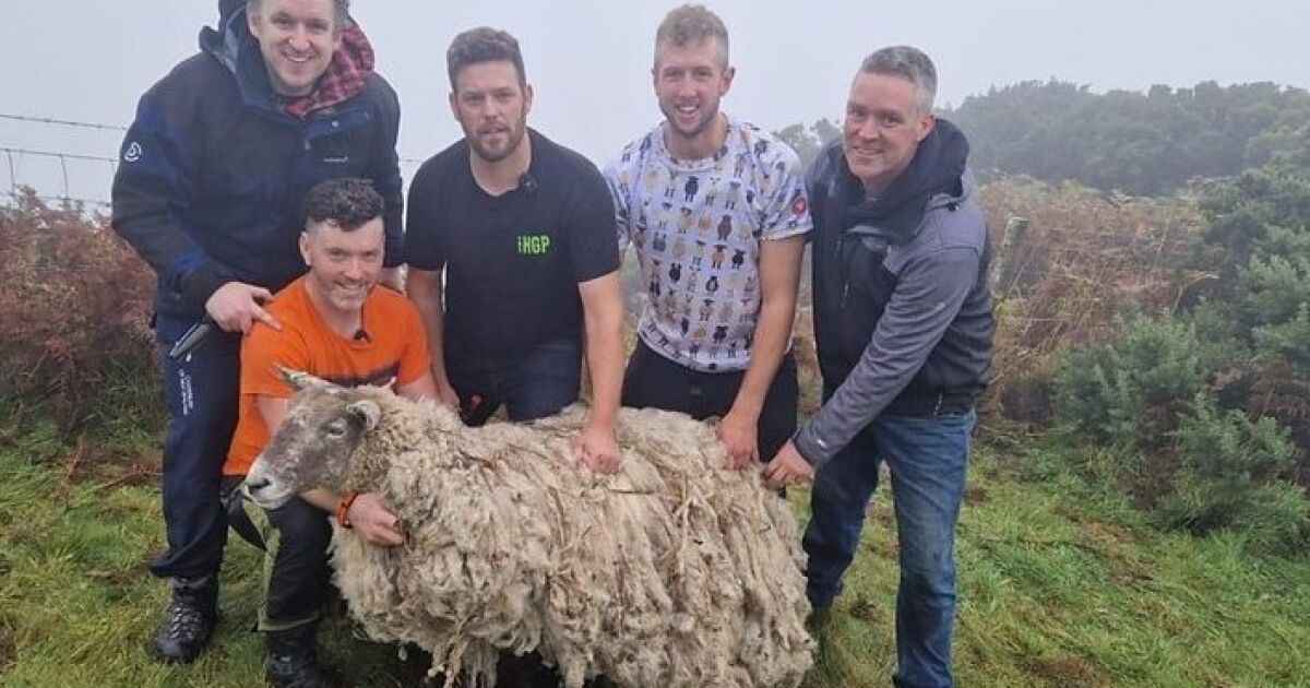 Овцата, която беше провъзгласена за най-самотната овца във Великобритания“, беше