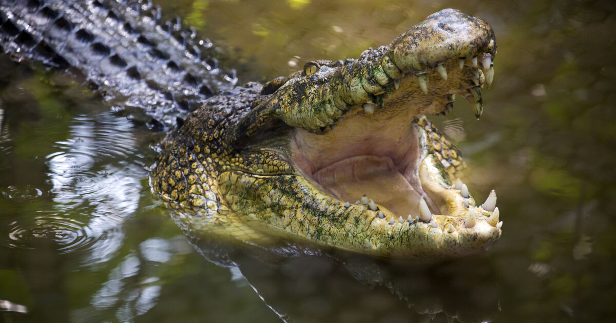 Австралийски фермер успял да отблъсне атака на крокодил, като му