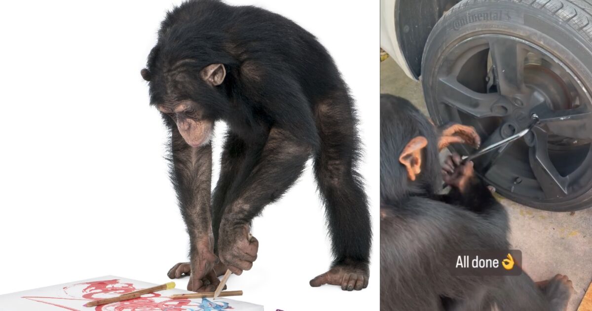 6-годишното шимпанзе Лимбани, което живее в Маями е новата сензация
