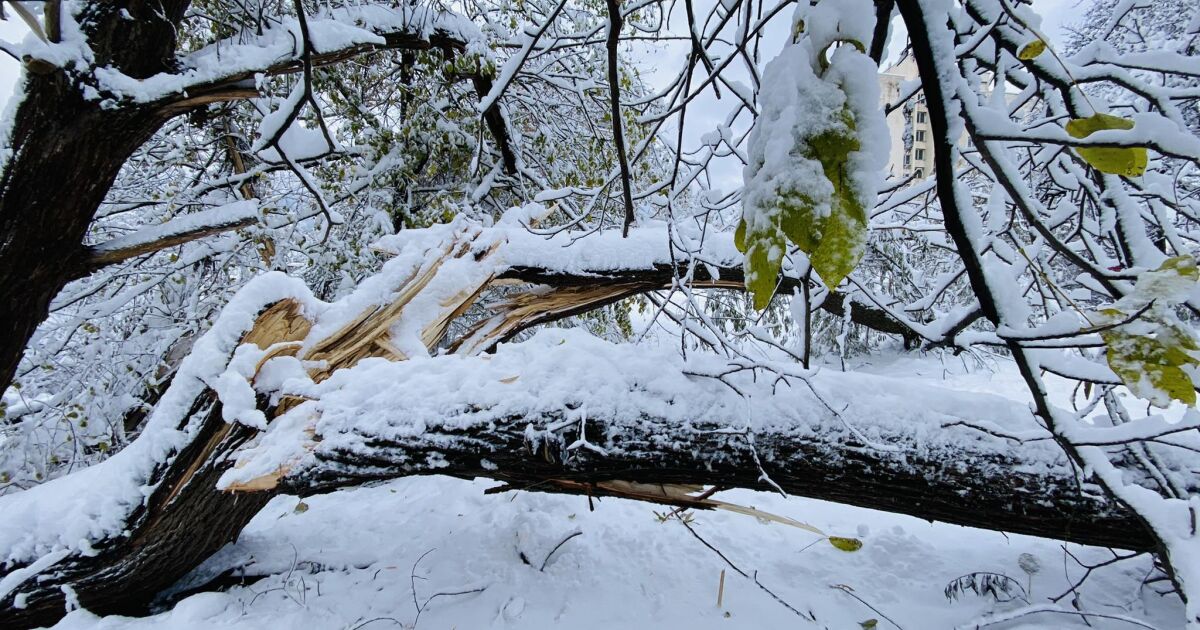 Десетки дървета и стотици клони са паднали в Южния парк