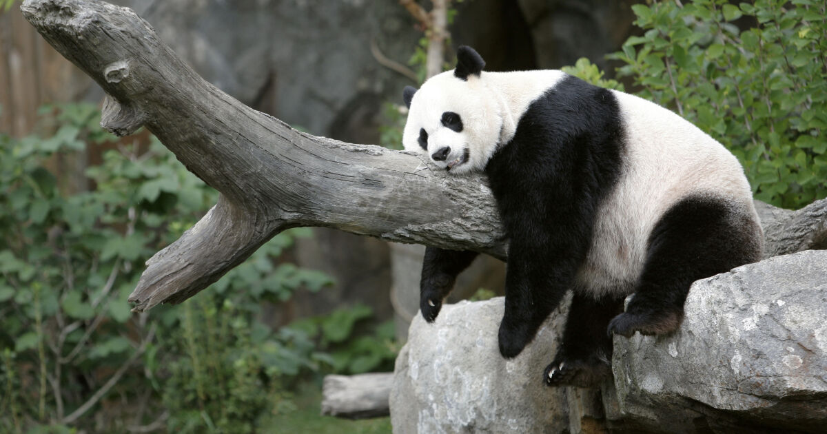 Китайският лидер Си Дзинпин предложи Китай да изпрати нови панди