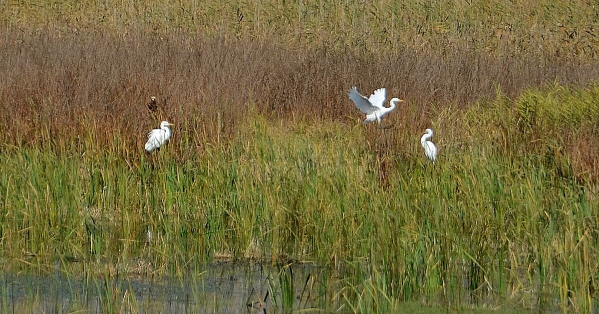 Голяма бяла чапла /Egretta alba/...в Алдомировско блато край Сливница ...