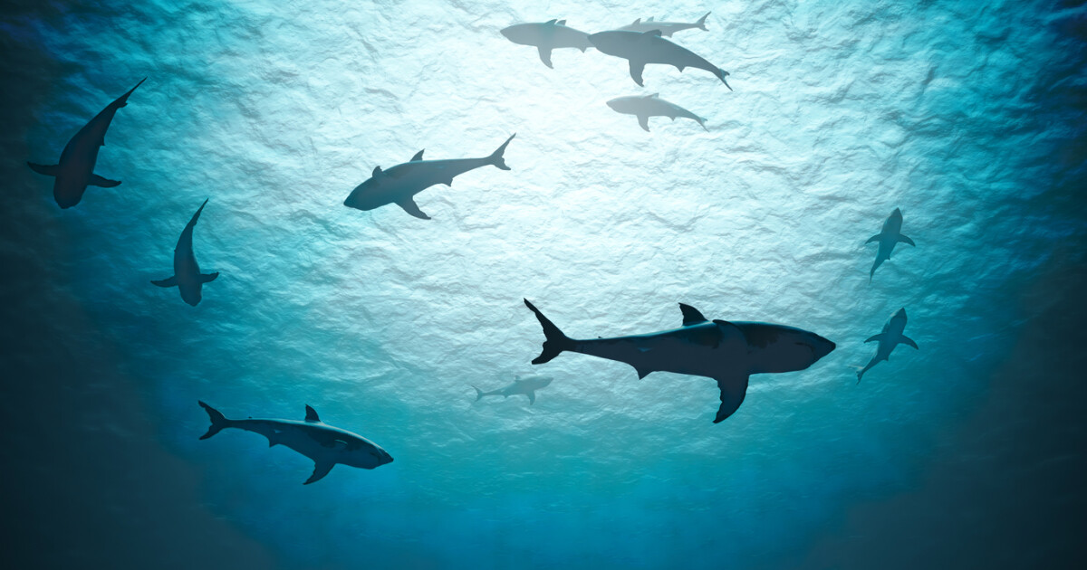 Броят на непрeдизвиканите нападения от акули по света през 2022