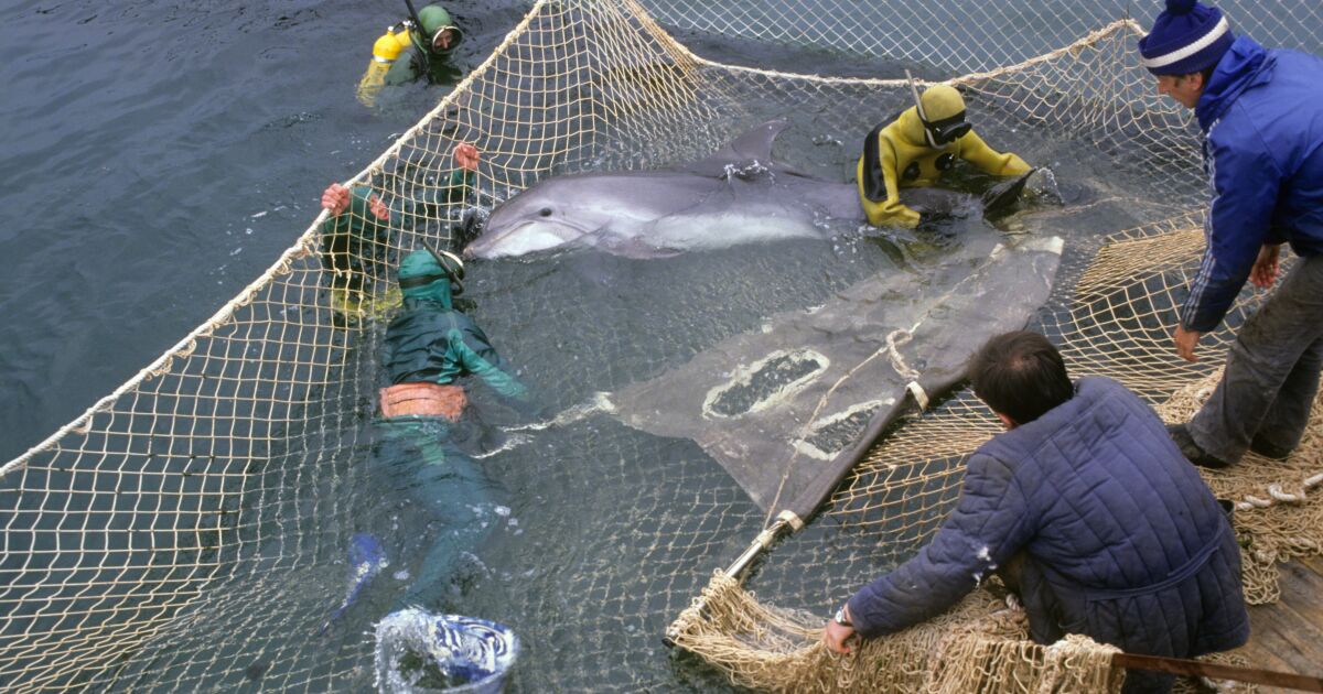 Дали използването на бойни делфини е мит, или реалност. Полемика