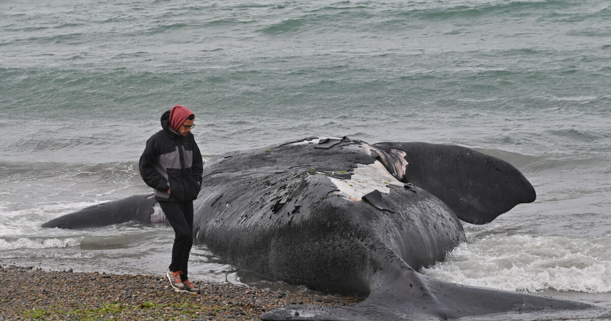 Най-малко 13 мъртви кита са изплували в Аржентина по бреговете