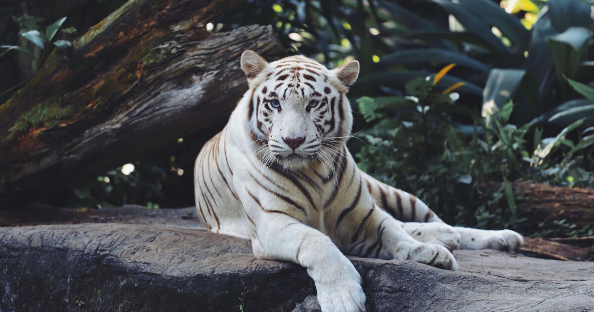 Нови попълнения във варненския зоопарк – тигри, рисове и леопарди