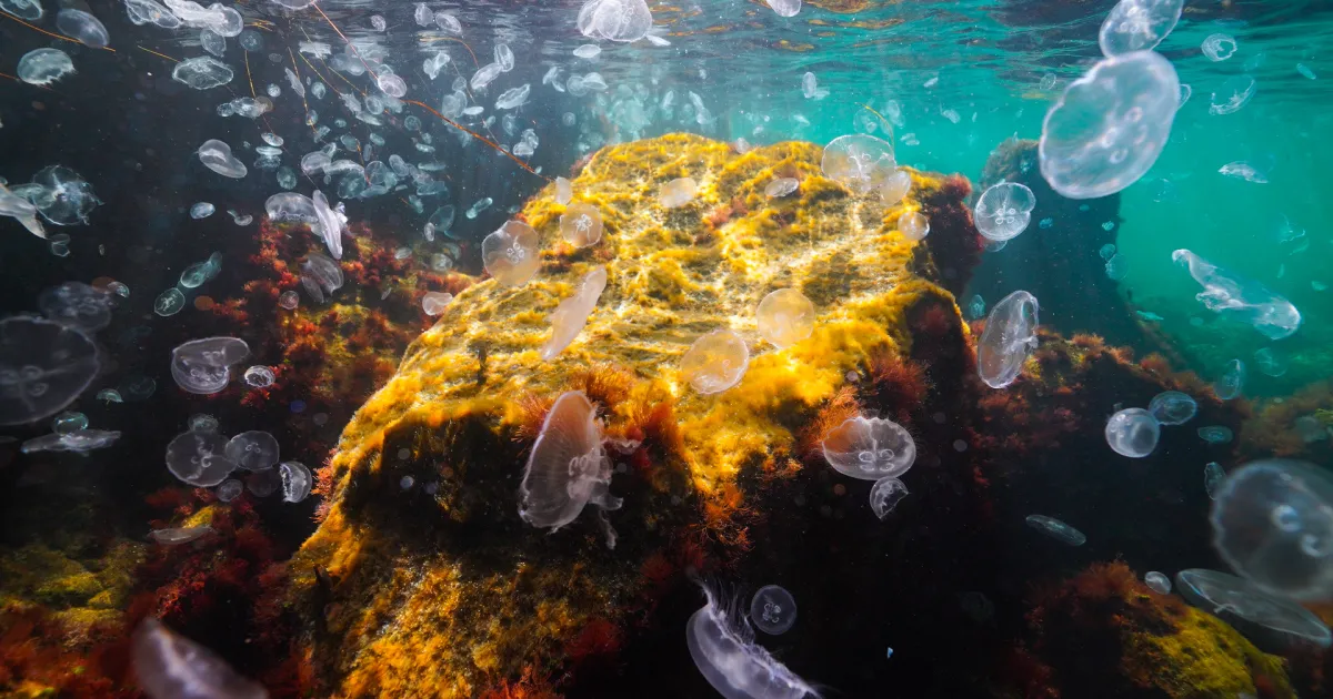 Поради особеностите на Черно море, есенната гледка под вода е