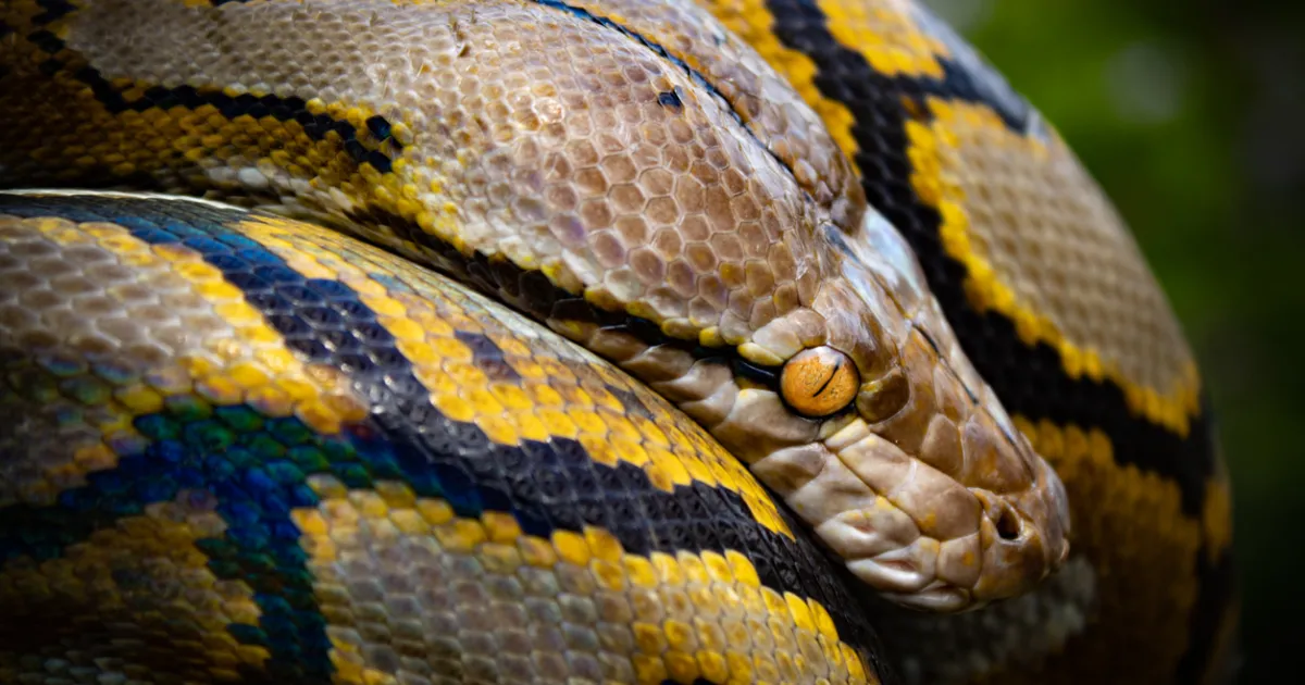 Питон уби и глътна цялото тяло на жена в Индонезия,