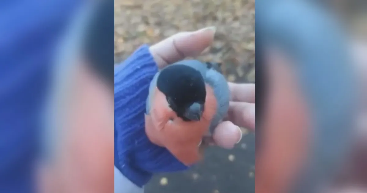 Пияни птици са забелязани в предградията на руската столица Москва,