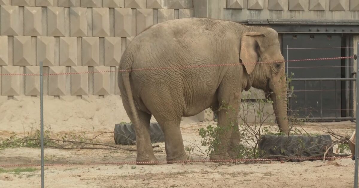 Столичният зоопарк показа най-новите си обитатели - двете слоници, които