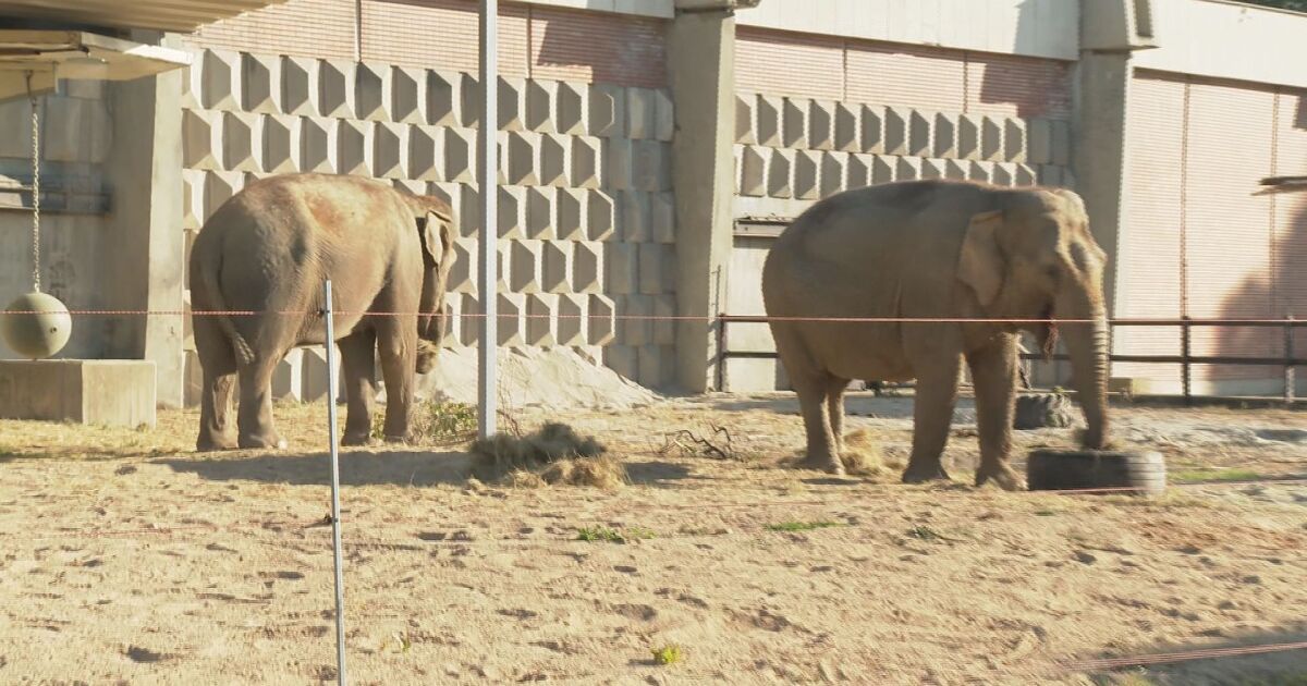 Столичният зоопарк се сдоби с две нови слоници Фрося и