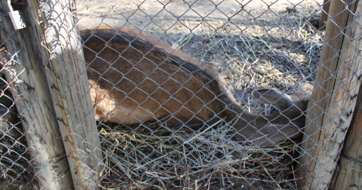 5 мъртви животни от вида елен лопатар са открити в
