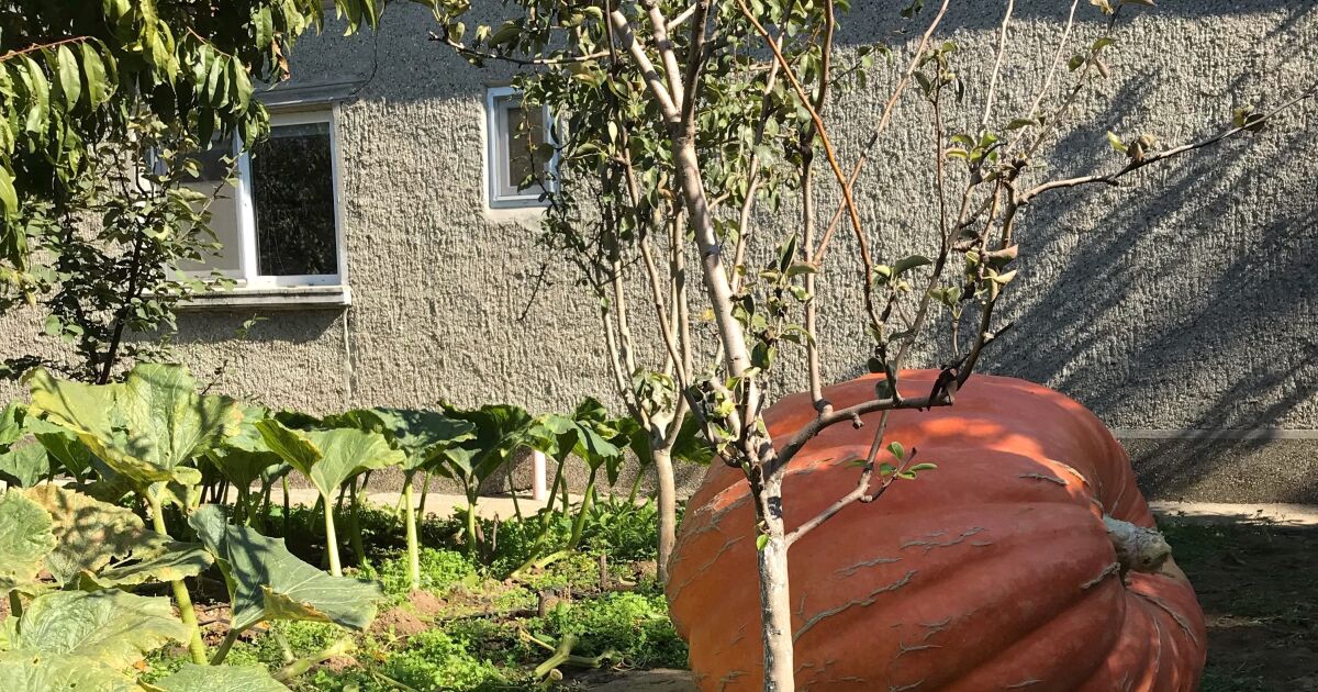 306-килограмова тиква отгледаха във варненското село Старо Оряхово. Гигантската тиква