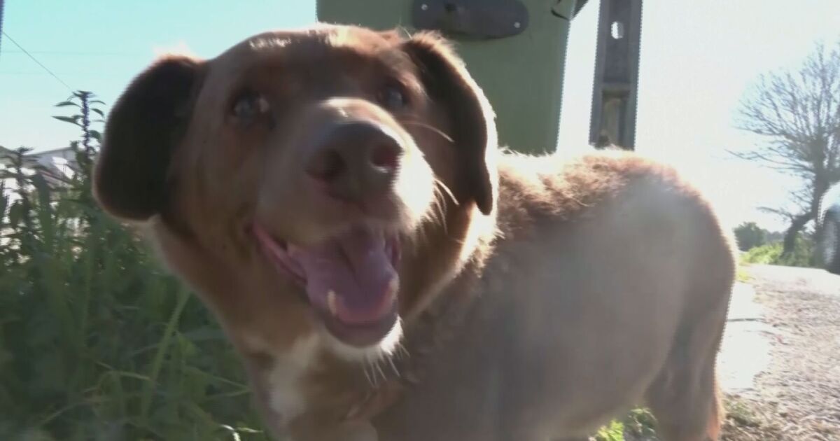 Боби, най-възрастното куче в света, почина на 31 години и