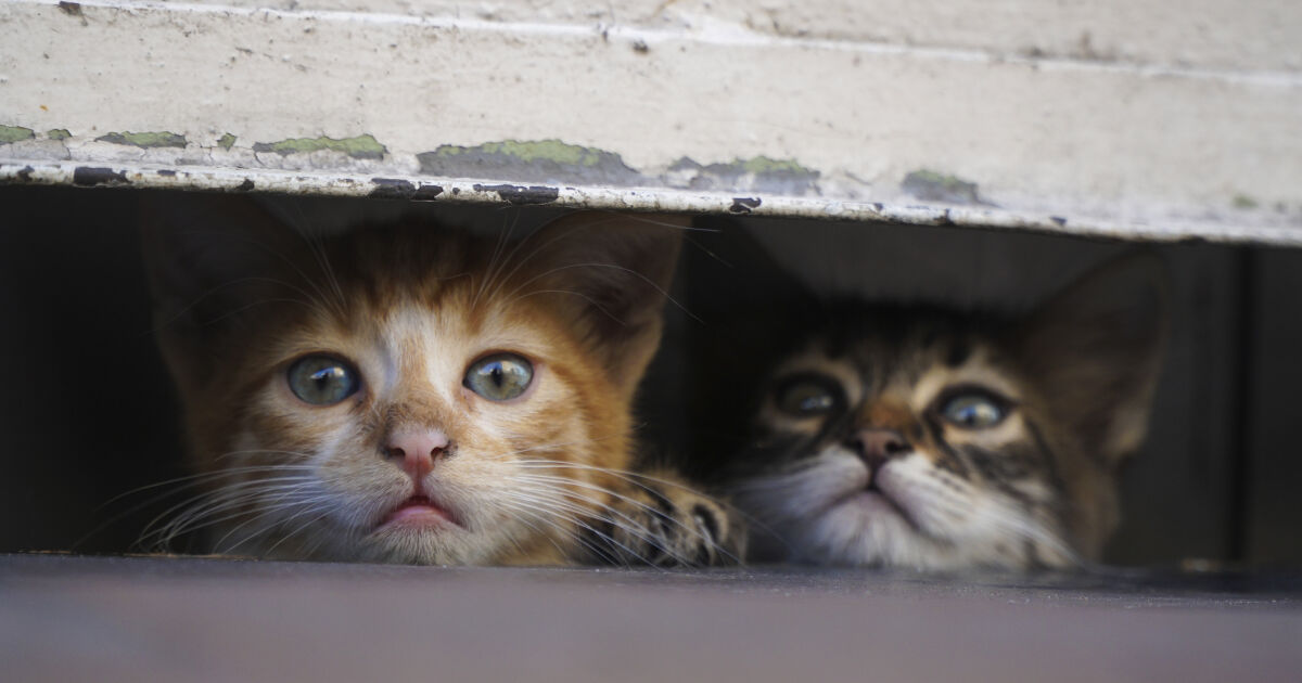 Полицията в Китай е спасила около 1000 котки от камион,