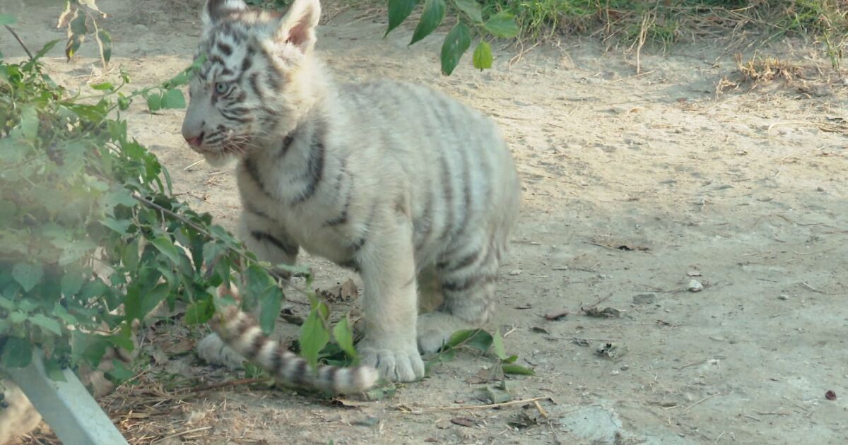 Четири новородени бенгалски тигърчета са най-новите обитатели на зоопарка във