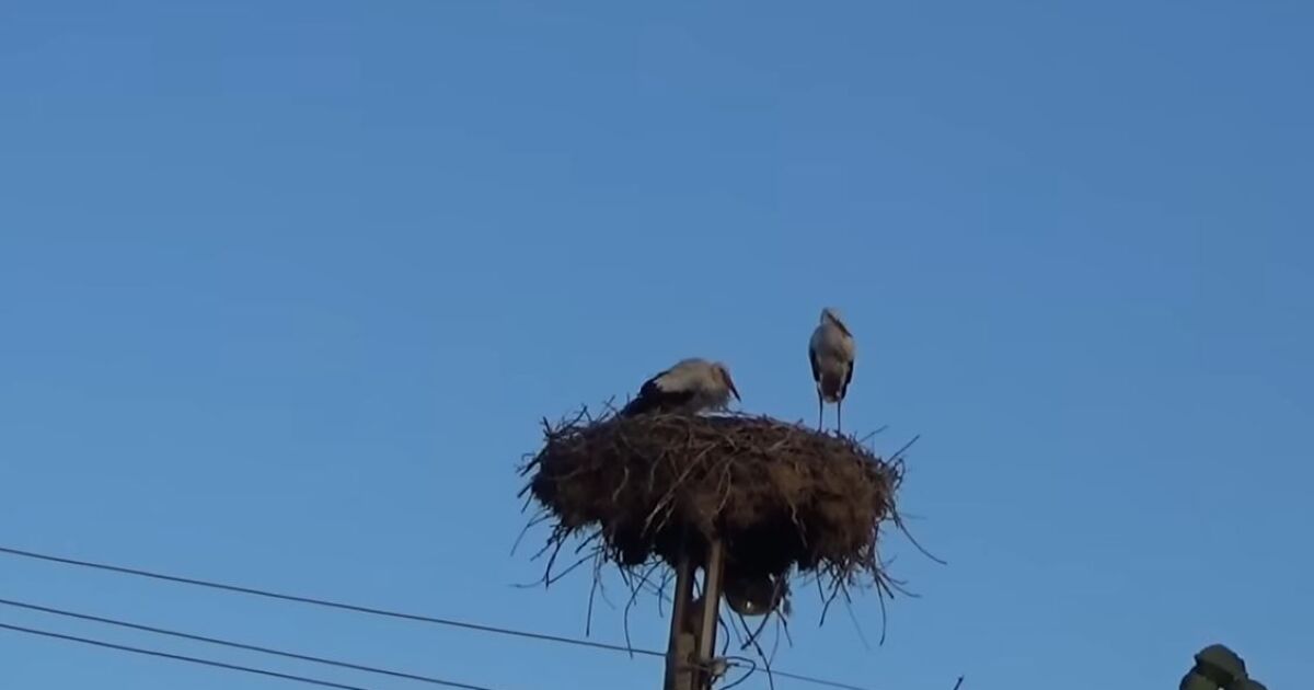 « Octobre – cigognes » : les oiseaux se sont envolés vers un village du Montana (vidéo)