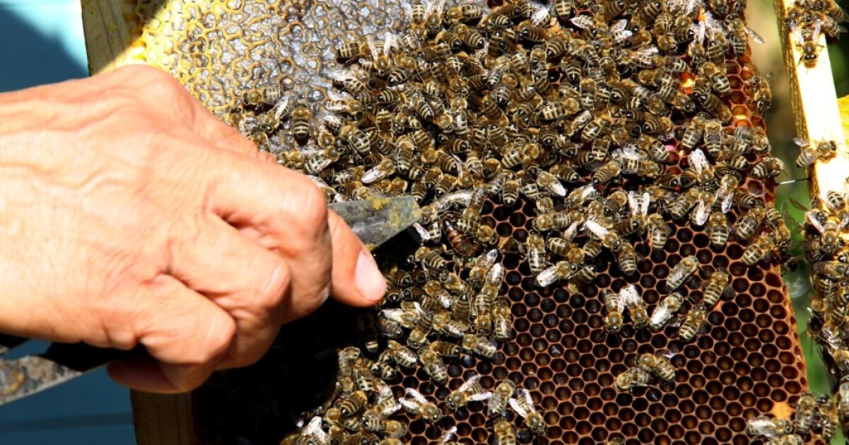 Необичайно топлата зима променя навиците на пчелите. А пчелари предупреждават,