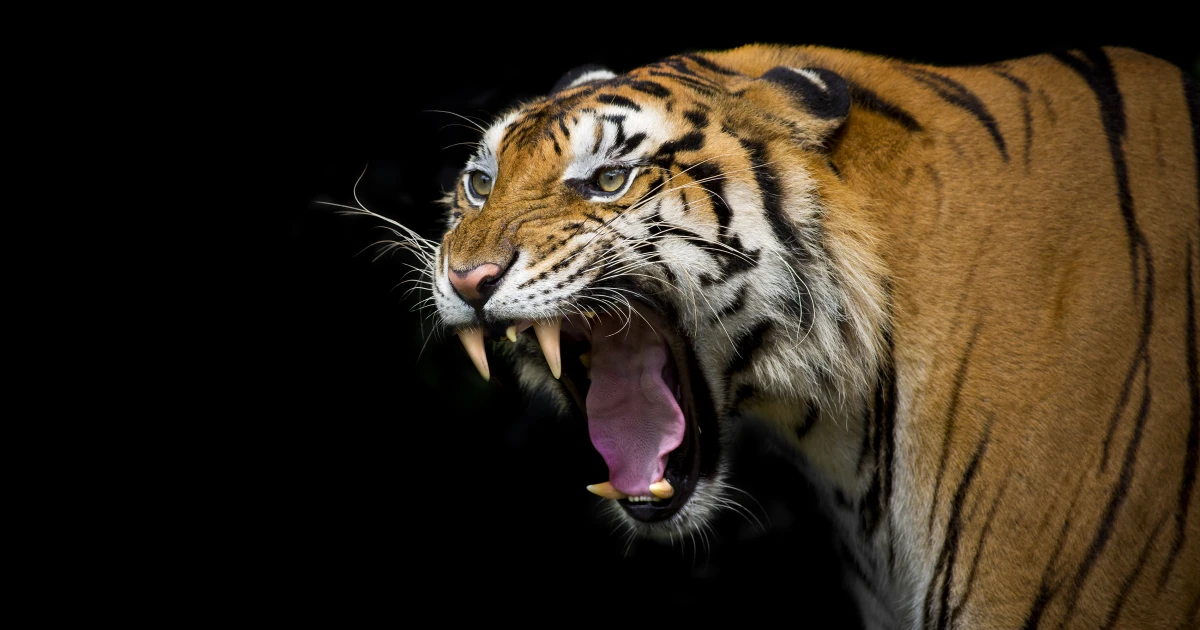 Млада индийка се бори с голи ръце с тигър, за