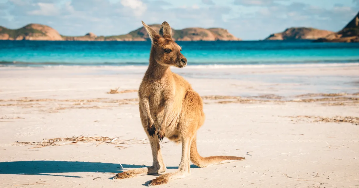 77-годишен мъж е починал, след като е нападнат от кенгуру,