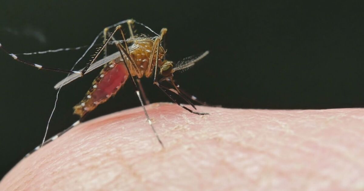 Комари виждаме всяка година през лятото. Заради опасност от зарази