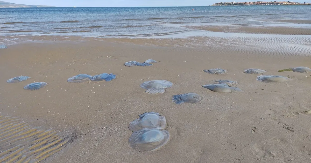 Мъртви медузи се появиха на брега в Бургаско след силното