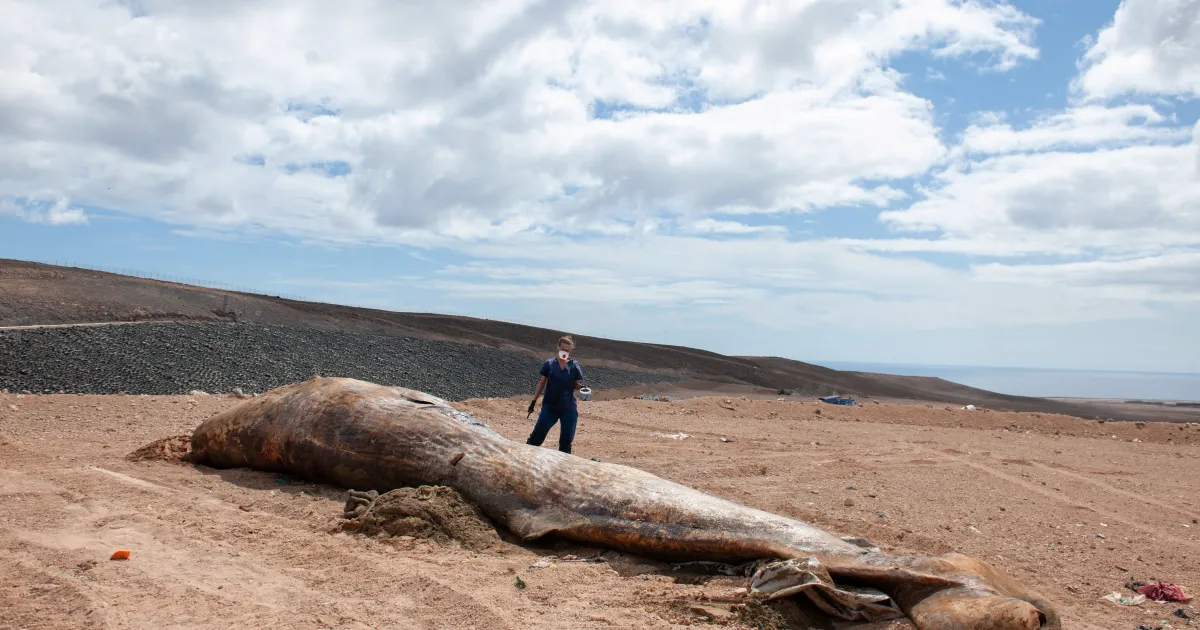 Четиринадесет млади кашалоти са намерени мъртви на плаж в австралийския