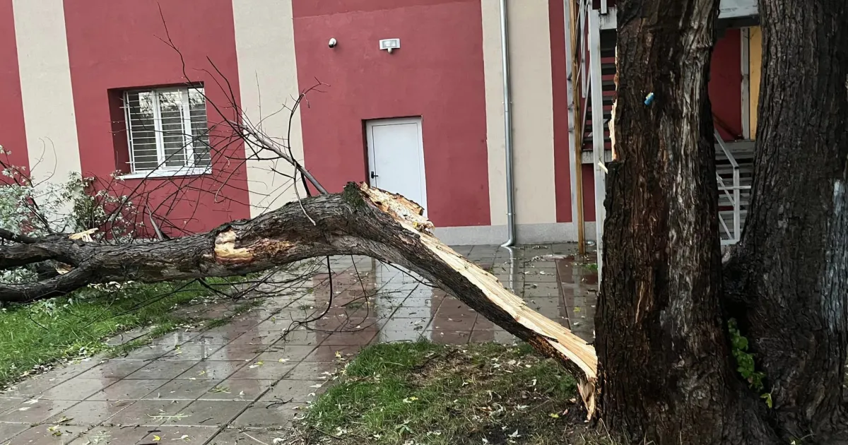 Дърво падна в двора с училище в София. Причината е