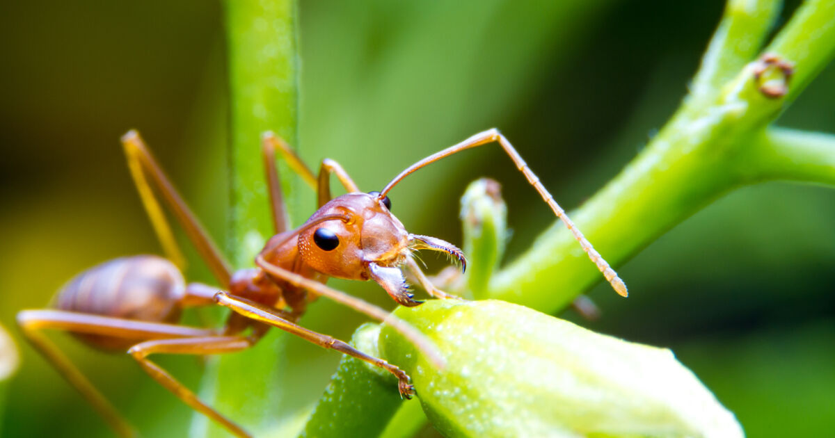 Червената огнена мравка, която е един от най-инвазивните видове в
