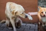 Стотици осъдени за насилие над животни, но само 9 души със затвор за последните 5 години