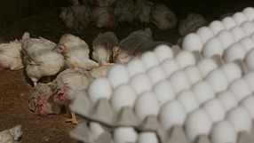Гарантирана ли е безопасността на яйцата от Украйна?