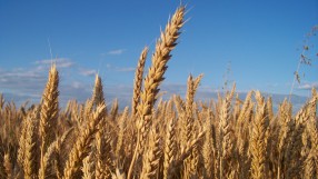 Житото поскъпва, но не заради унищожени посеви